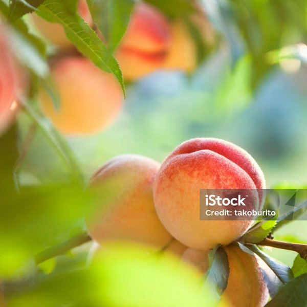 istockphoto-851905282-2048x2048.jpg