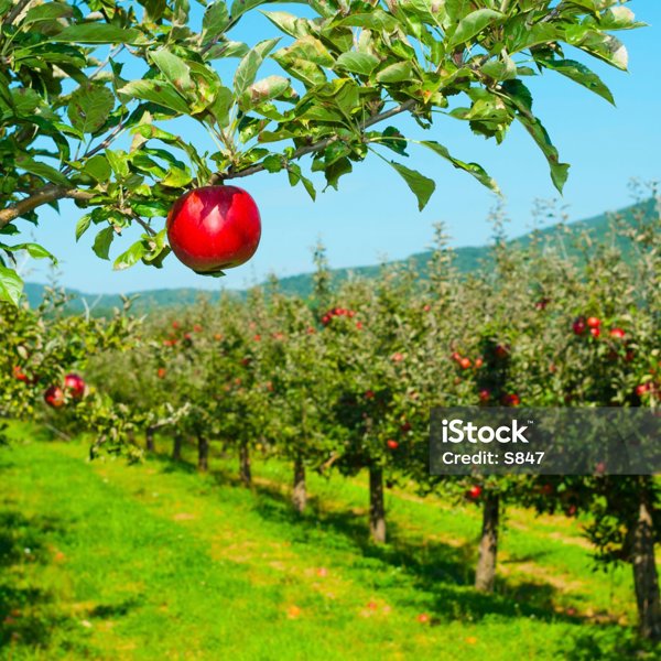 istockphoto-658414030-2048x2048.jpg